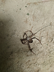 Argiope aetheroides