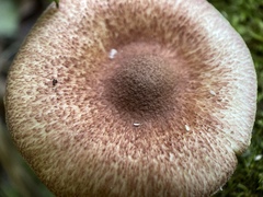 Tricholomopsis rutilans