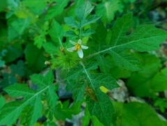 Solanum grayi