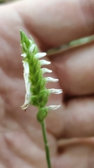Spiranthes ovalis