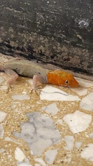 Gonatodes albogularis