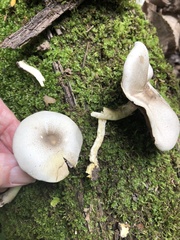 Agaricus leptocaulis