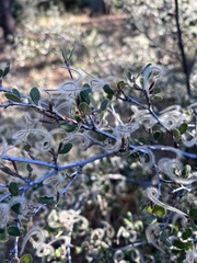 Cercocarpus