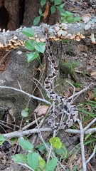 Crotalus horridus