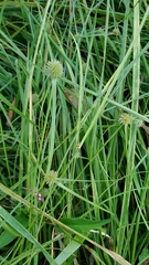 Cyperus brevifolius