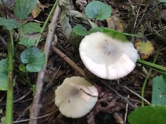 Candolleomyces