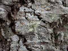 Ramalina subleptocarpha