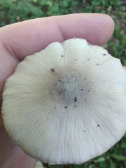 Candolleomyces