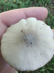 Candolleomyces