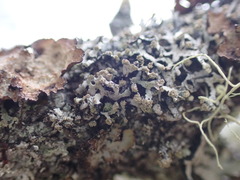 Hypogymnia hultenii