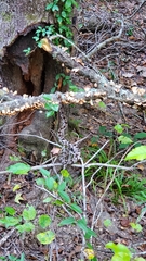 Crotalus horridus