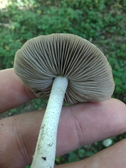 Candolleomyces