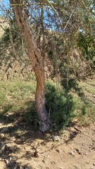 Cordia decandra