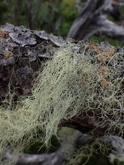 Alectoria sarmentosa