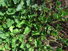 Cucumis melo
