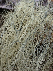 Alectoria sarmentosa