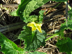 Cucumis melo