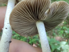 Candolleomyces