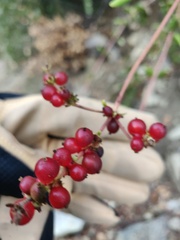 Lonicera subspicata denudata