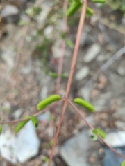 Lonicera subspicata denudata
