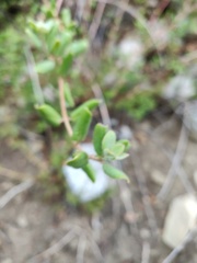 Lonicera subspicata denudata