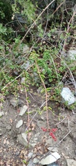 Lonicera subspicata denudata