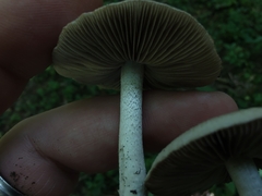 Candolleomyces