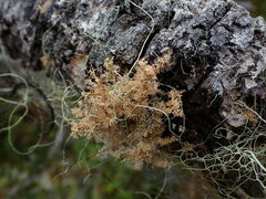 Sphaerophorus tuckermanii