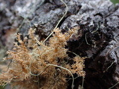 Sphaerophorus tuckermanii