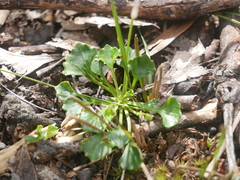 Viola sieberiana
