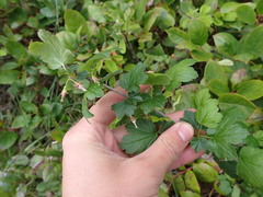 Ribes divaricatum divaricatum