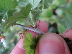 Ribes divaricatum divaricatum