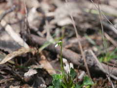 Viola sieberiana