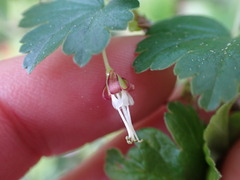 Ribes divaricatum divaricatum