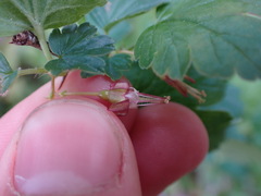 Ribes divaricatum divaricatum