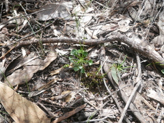 Viola sieberiana