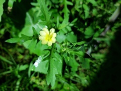 Oenothera laciniata