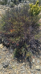 Erythrostemon angulatus