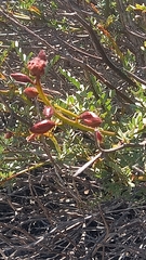 Erythrostemon angulatus