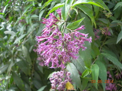 Iochroma cyaneum
