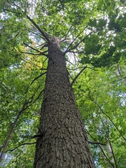 Fraxinus quadrangulata