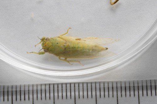 Kansas Grass Cicada photo 2