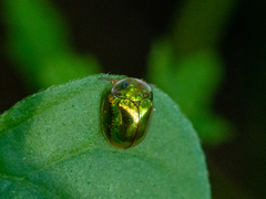 Charidotella succinea