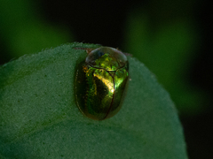 Charidotella succinea