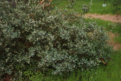Myoporum petiolatum
