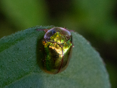 Charidotella succinea