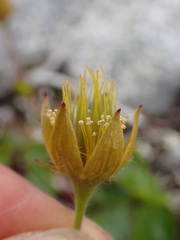 Geum calthifolium