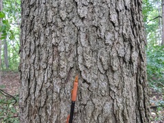 Fraxinus quadrangulata