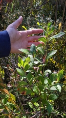 Vaccinium corymbosum