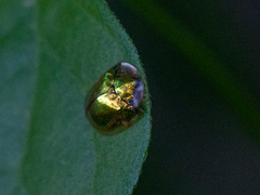 Charidotella succinea